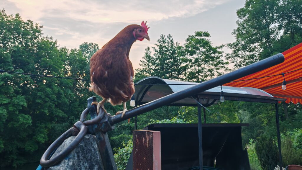 Dotty macht Blödsinn