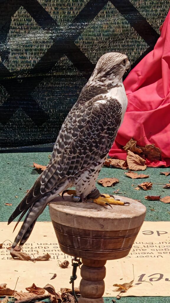 Greifvogel auf Messe