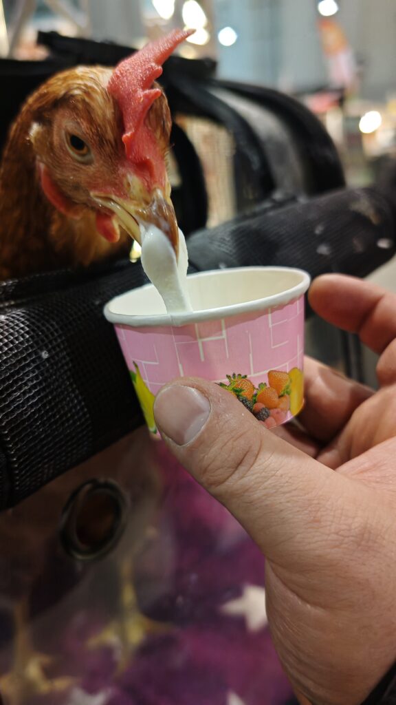 Dotty das Huhn mag Softeis