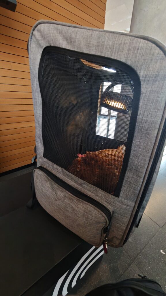 Dotty schläft auf messe