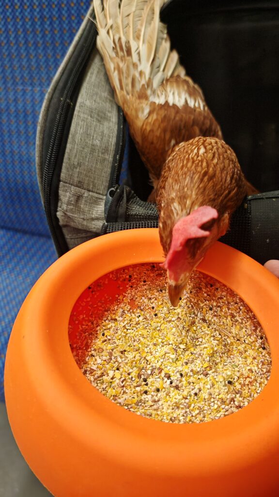 von der Messe nach Hause